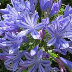 Agapanthus (Agapanto)