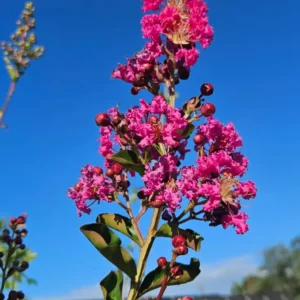 Crespón - Lagerstroemia indica
