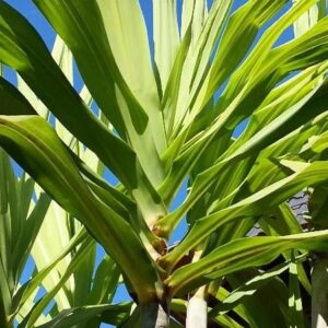 Caña de azúcar morada - Saccharum rubra, 10 lts.