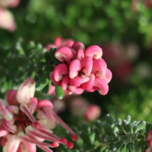 Grevillea tamboritha - Grevillea lanigera, 4 lts.