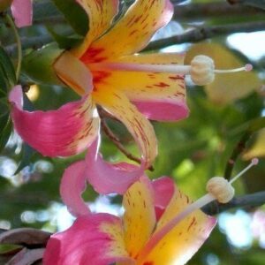 Palo Borracho Blanco - Chorisia speciosa