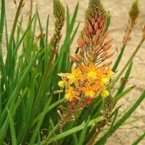 Bulbines - Bulbines frutescens, 3 lts.