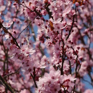 Cerezo de Flor - Prunus serrulata, 3 lts.