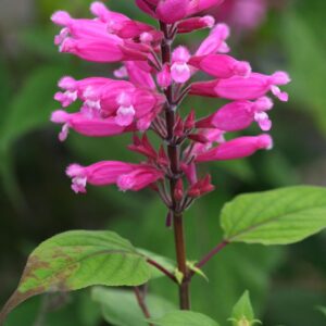 Salvia Involucrata, 3 lts.