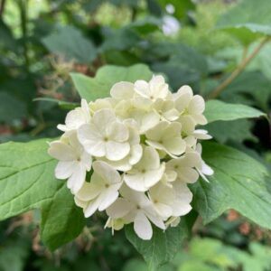 Durillo - Viburnum tinus, 4 lts.