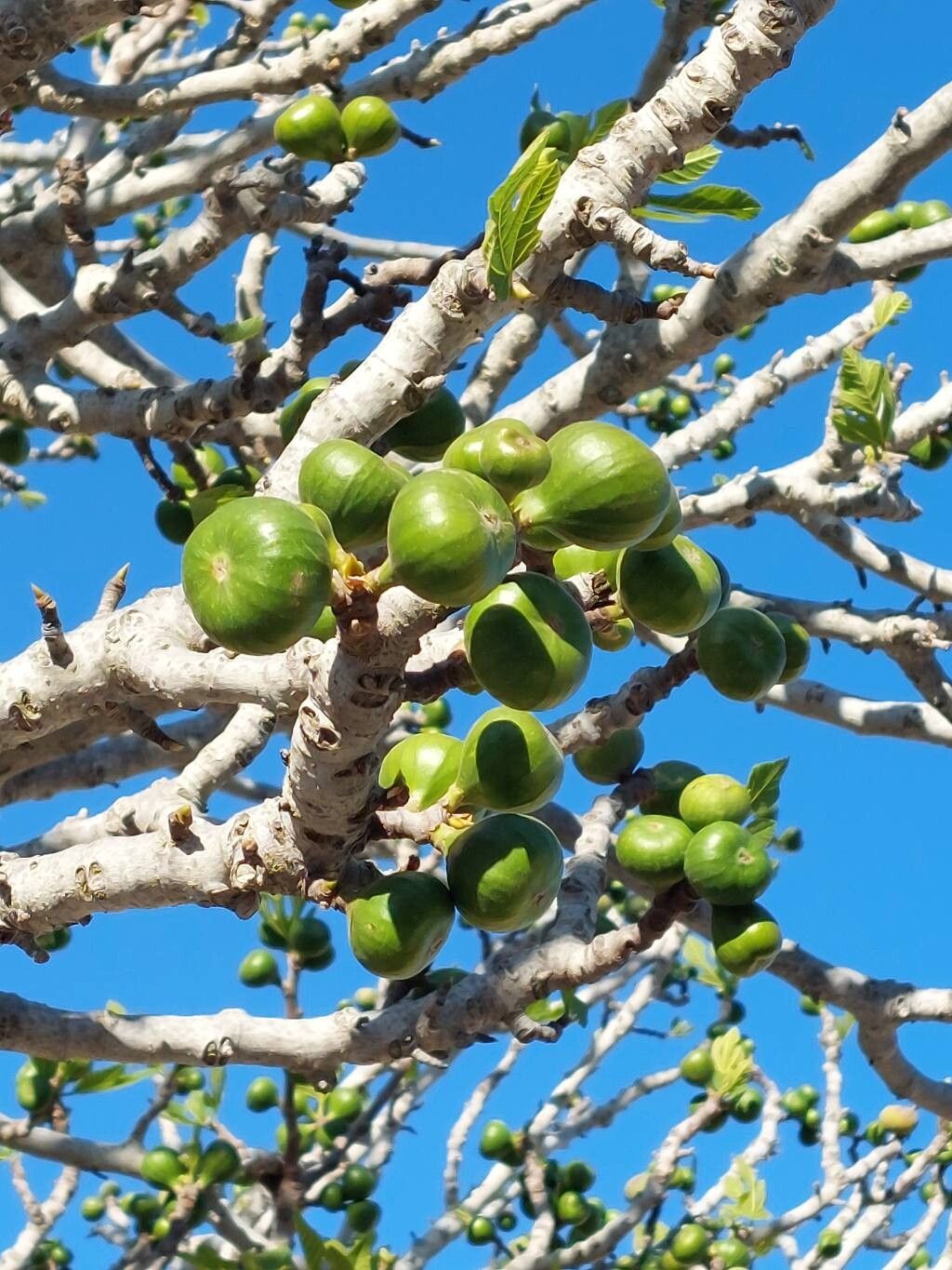 Higuera de Nápoles, 15 lts.