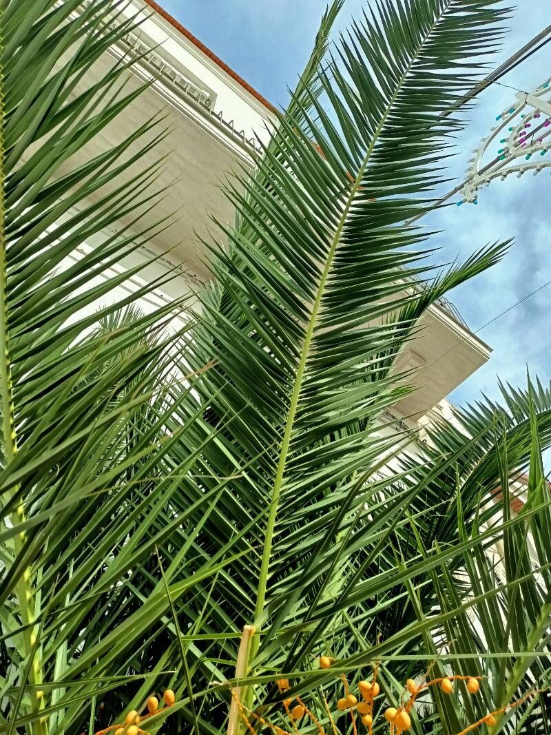 Phoenix Canariensis, 10 lts.