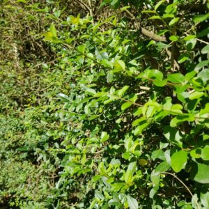 Ligustrina - Ligustrum sinense, 1 lts.