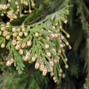 Libocedrus Aureo 10 LTS