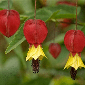 Farolito Chino 3 LTS