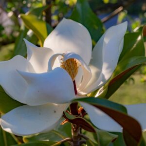 Magnolia grandiflora, 15 lts.