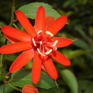 Flor de la Pasión - Passiflora vitifolia, 7 lts.