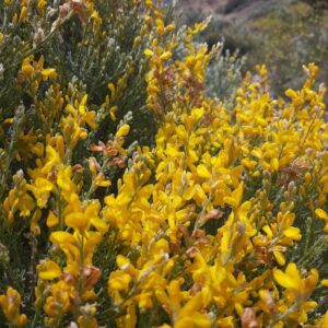Retama amarilla - Retama sphaerocarpa