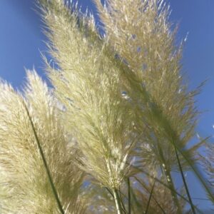Pampa Grass - Cortaderia Selloana Argentum, 4 lts.