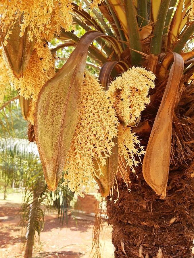 Phoenix Canariensis, 10 lts. - Image 2