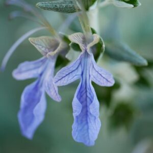 Olivillo - Teucrium fruticans, 4 lts.