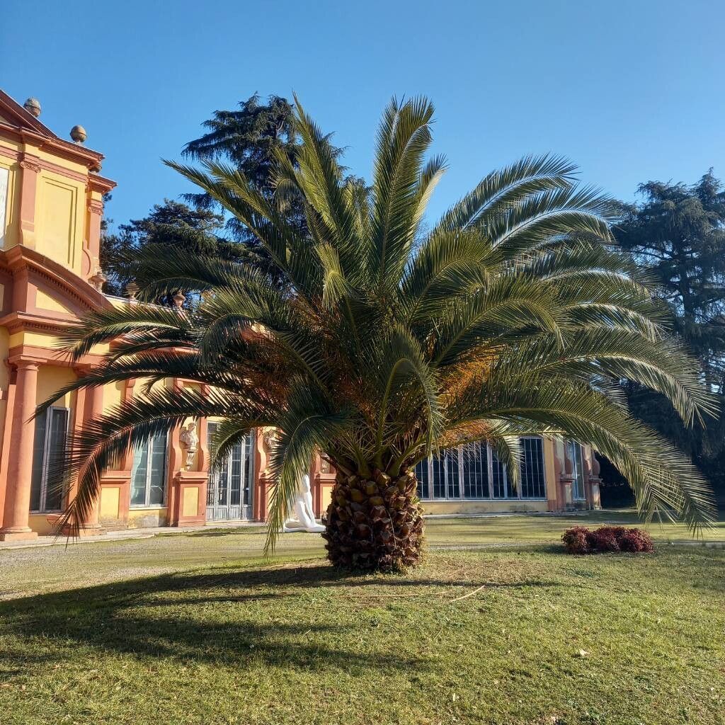 Phoenix Canariensis, 10 lts. - Image 3