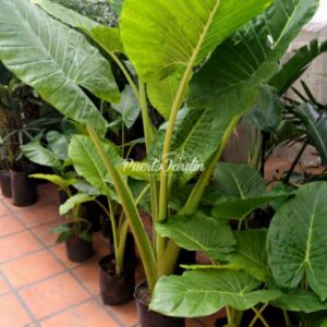 Alocasia (Oreja de elefante), 10lts