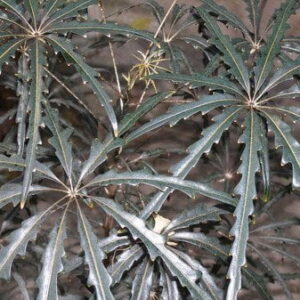 Aralia Elegantisima, 3 lts.