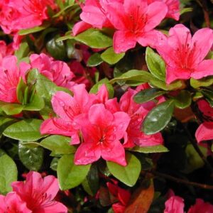 Azalea Japónica, 3 lts.