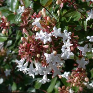 Abelia Grandiflora, 10 lts.