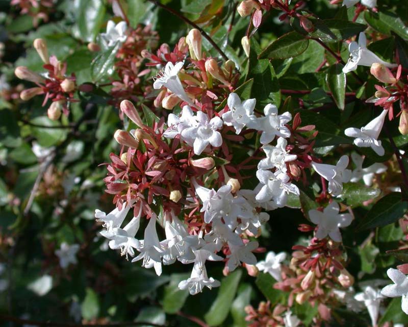 Abelia Grandiflora, 4 lts.