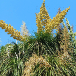 Nolina - Beaucarnea recurvata, 10 lts.