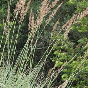 Paspalum haumanii, 4 lts.