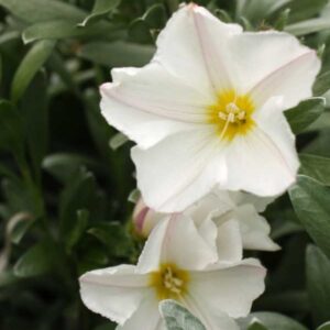 Convolvulus Cneorum, 3 lts.