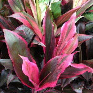 Cordyline Fruticosa Rubra, 4 lts.