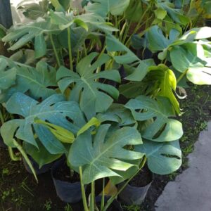 Monstera Deliciosa - Costilla de Adán, 4 lts.