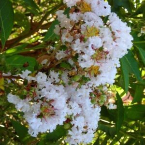 Crespón - Lagerstroemia Índica, 10 lts.