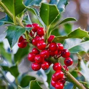 Muérdago - Ligaria cuneifolia, 4 lts.