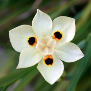 Dietes Bicolor 3 LTS