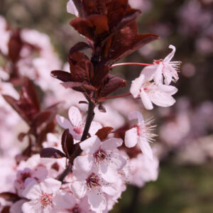 Ciruelo de Jardín - prunus cerasifera atropurpurea, 10 lts.