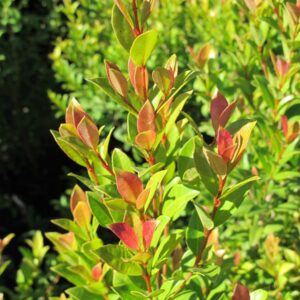 Eugenia Myrtifolia, 10 lts.