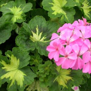 Geranio M12