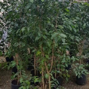 Ficus Benjamina (1,60 m)