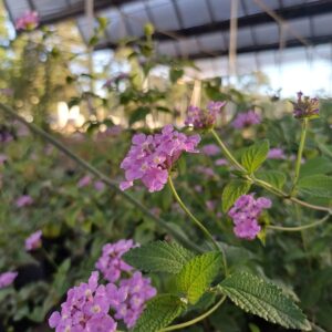 Lantana Rastrera Rosa - Lantana camara, 10 lts.