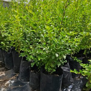 Ligustrina - Ligustrum sinense, 1 lts.