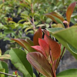 Fotinia - Photinia frasseri, 10 lts.