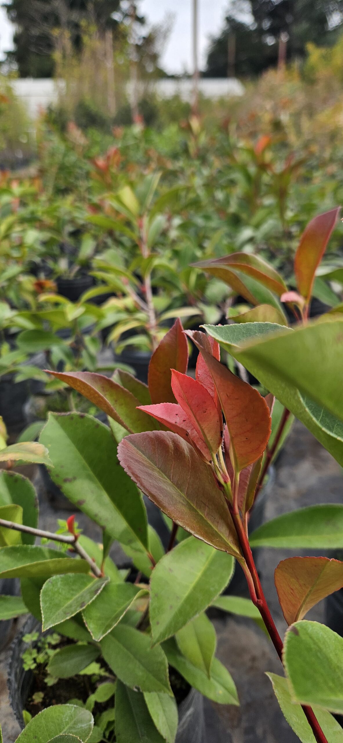 Fotinia - Photinia frasseri, 3 lts.