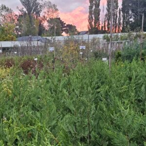 Ciprés Leylandi, 10 lts.