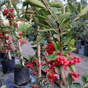 Crataegus - Pyracantha coccinea