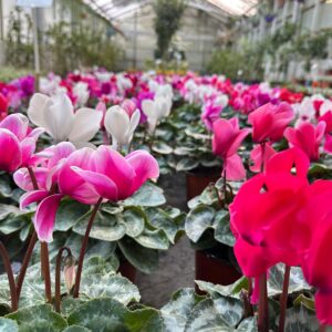 Violeta de los Alpes, M12