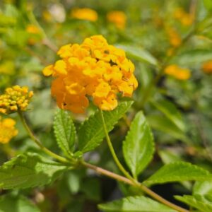 Lantana - Lantana camara, 10 lts.