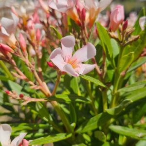 Laurel de Flor/Laurel de jardín - Nerium oleander, 7 lts.