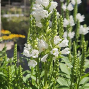 Physostegia 3 LTS