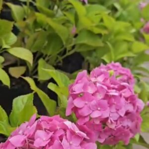 Hortencia - Hydrangea macrophylla, 10 lts.