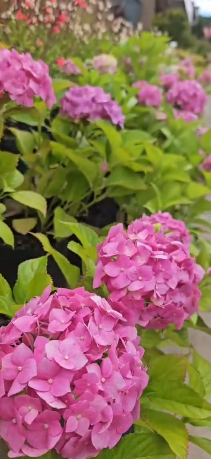Hortencia - Hydrangea macrophylla, 3 lts.